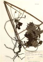 藏品(小白頭翁)的圖片